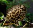 /album/importados-exoticos/gouramy-leopardo-jpg/